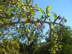 Searsia longispina