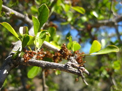 Searsia longispina