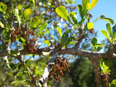 Searsia longispina
