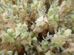 Atriplex lindleyi