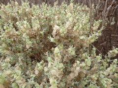 Atriplex lindleyi
