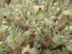Atriplex lindleyi