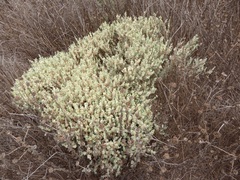 Atriplex lindleyi
