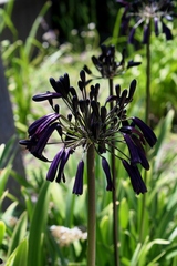 Agapanthus inapertus pendulus