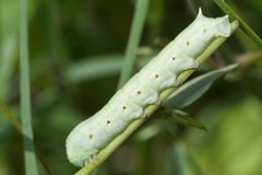 Proserpinus terlooii