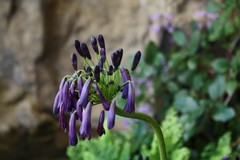 Agapanthus inapertus pendulus