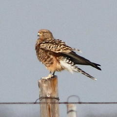Falco rupicoloides