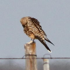 Falco rupicoloides