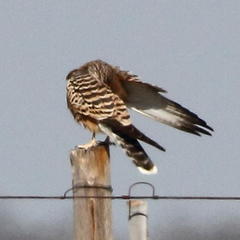 Falco rupicoloides