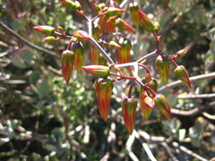 Cotyledon velutina
