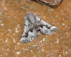 Drepanogynis figurata