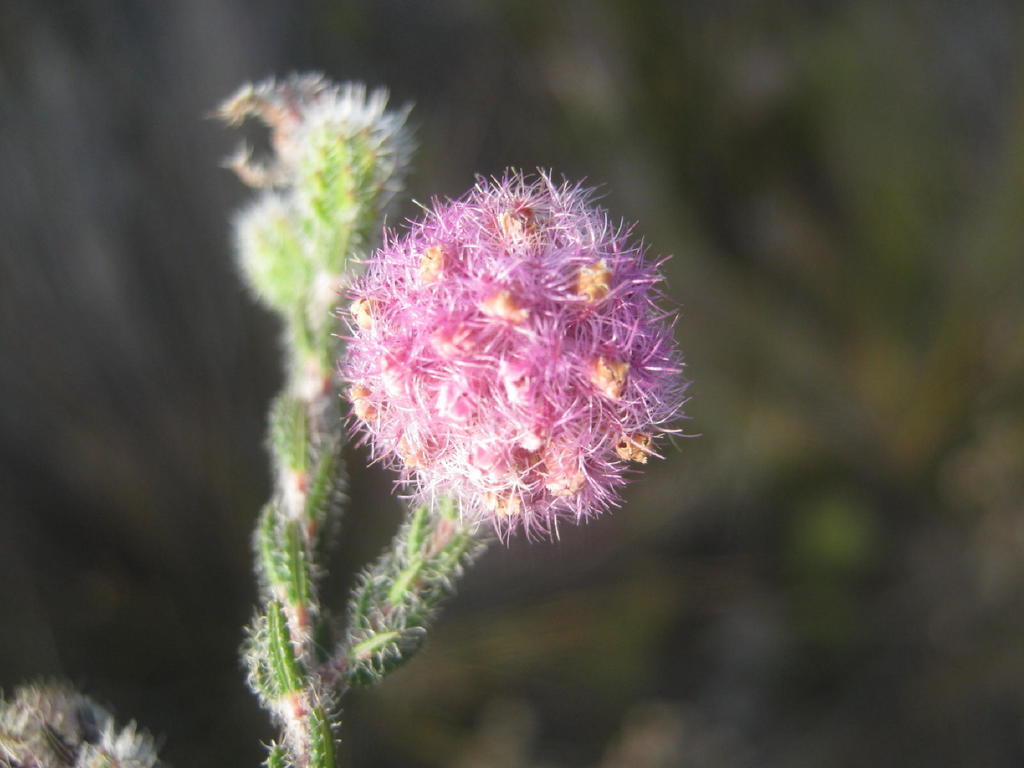 Sun Heath
