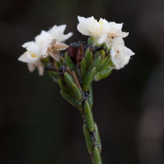 Lachnaea capitata