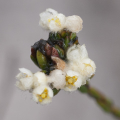 Lachnaea capitata