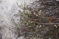 Lachnaea capitata
