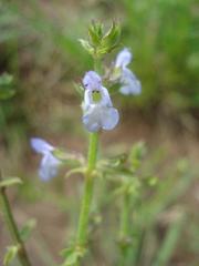 Salvia runcinata