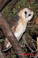 Tyto alba poensis