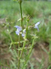 Salvia runcinata
