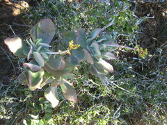 Cotyledon velutina