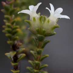 Euchaetis pungens