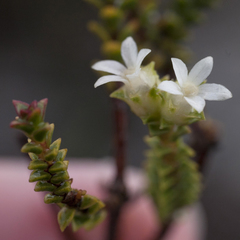 Euchaetis pungens