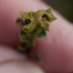 Euchaetis pungens