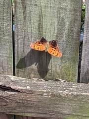 Polygonia interrogationis