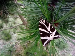 Euplagia quadripunctaria