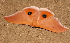 Pseudobunaea natalensis