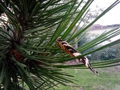 Euplagia quadripunctaria