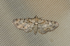 Eupithecia laquaearia