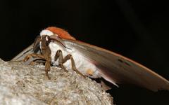 Pseudobunaea natalensis