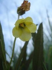 Hermannia lancifolia