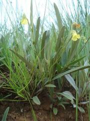 Hermannia lancifolia