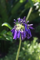 Agapanthus inapertus pendulus