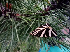 Euplagia quadripunctaria