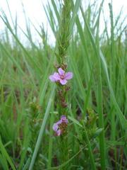 Ammannia sagittifolia