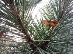 Euplagia quadripunctaria