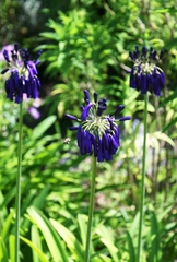 Agapanthus inapertus pendulus