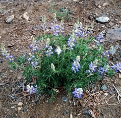 Lupinus argenteus palmeri
