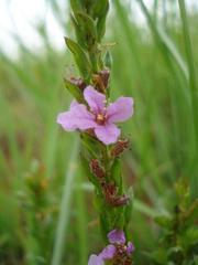 Ammannia sagittifolia