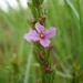Ammannia sagittifolia - Photo (c) juddkirkel,  זכויות יוצרים חלקיות (CC BY-NC)