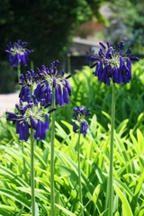 Agapanthus inapertus pendulus