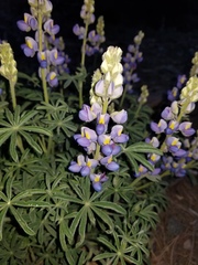 Lupinus argenteus palmeri
