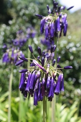 Agapanthus inapertus pendulus
