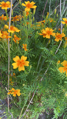 Tagetes lunulata