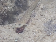 Eurycea guttolineata