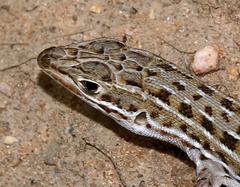 Meroles squamulosus