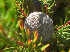 Leucadendron comosum comosum