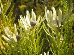 Leucadendron comosum comosum